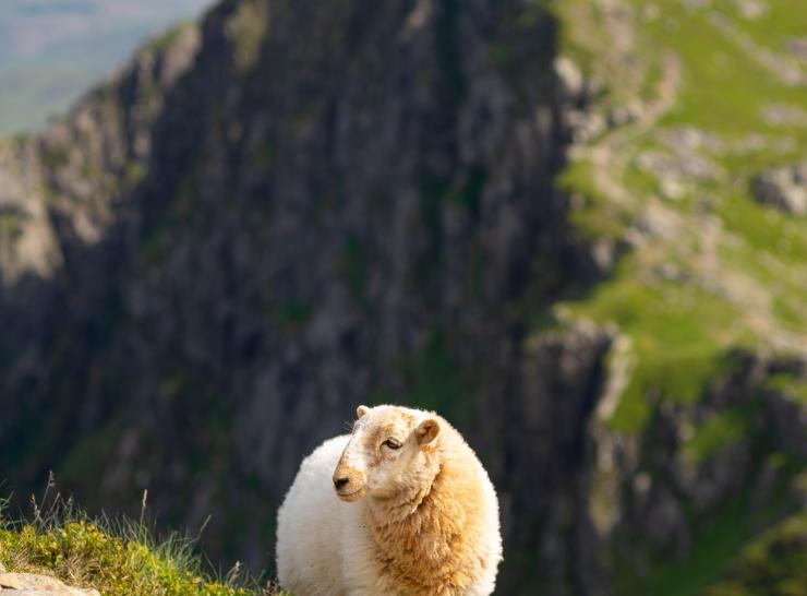 Sheep colwyn bay